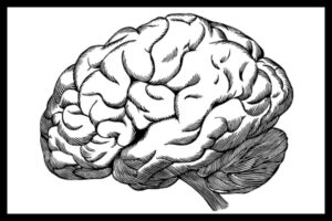 Brain imagery representing the psychology behind gamification in live exhibits.